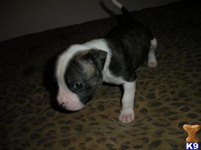 American Bulldog Puppies for Sale